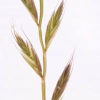 Italian Rye-grass